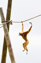 an acrobatic gibbon exercises on a rope