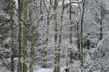 Fototapeta premium Trees in the Winter Time