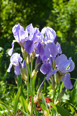 Blue irises brightly illuminated by the sun