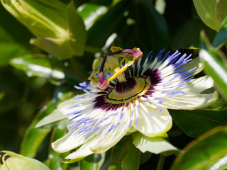 Bl&uuml;te einer Lila Blaue Passionsblume (Passiflora caerulea)