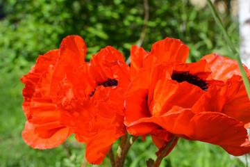 Sightly red poppies on green background