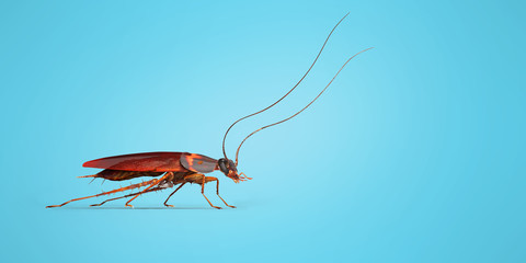 Cockroach crawling to the right 3d render on blue background with shadow