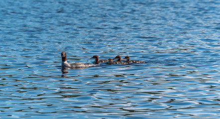 Female Goosander with Babies in a River in Latvia