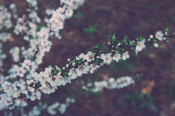 Beautiful gentle white flowers.  Beautiful nature scene with blooming tree with white flowers. Sunny spring day.Vintage flowers.space for text, selective focus 