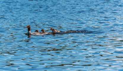 Female Goosander with Babies in a River in Latvia