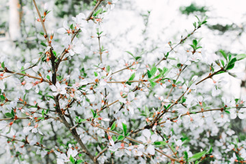 Branch of a blossoming tree with beautiful white flowers.Beautiful gentle white flowers. Sunny spring day. Space for text, selective focus.