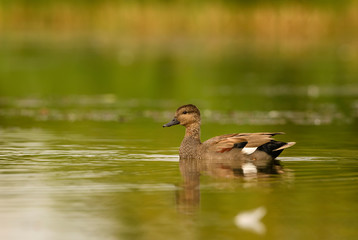 Gadwall - Anas strepera, beautiful small duck from Euroasian fresh waters, Hortobagy National Park, Hungary.