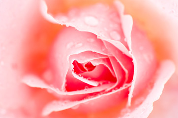 pink rose with water drops