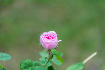 Pink Rose in a Garden in Springtime