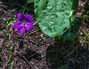 Purple Wildflower in a Forest in Latvia
