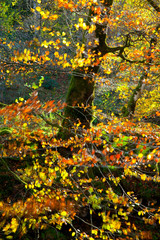 Hayedo, Bosque Atlántico en otoño en el Parque Natural Saja - Besaya, Cantabria, España