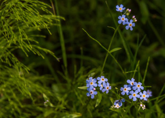 Tiny Blue Wildflowers in a Forest