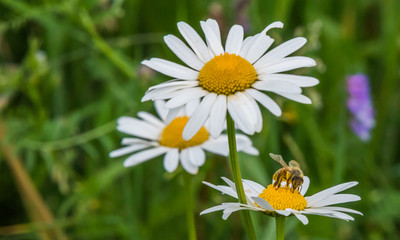 Obraz premium Wild Daisies Growing in a Meadow in Rural Latvia in Summer with a Bee