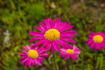 Fototapeta premium Pink and Yellow Daisies in a Garden