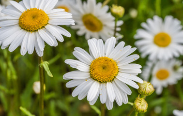 Fototapeta premium Wild Daisies Growing in a Meadow in Rural Latvia in Summer