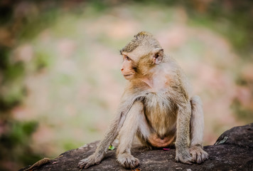 Cute little monkey deep in thought.