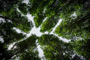 tree in forest