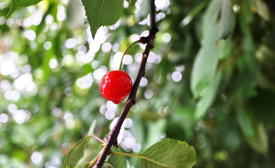 The fruits of the cherries are covered with droplets 