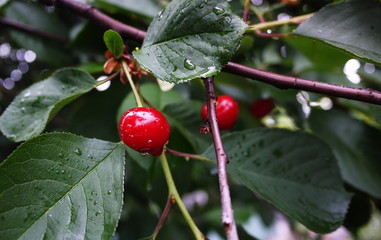 The fruits of the cherries are covered with droplets 