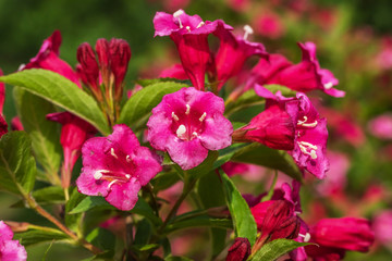 Bright Pink and Red Flowers on a Bush in Summer