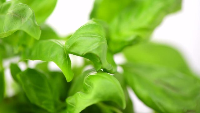 Basil. Fresh basil leaves over white background. Closeup of  Basil plant, cooking ingredient. Rotation. 4K UHD video footage. 3840X2160