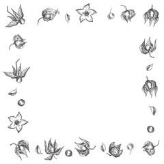 Ashwagandha hand drawn border frame pattern with berries, lives and branch in black color on white background. Retro vintage graphic design Botanical sketch drawing