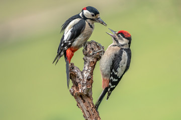 great spotted woodpeckers on a branch