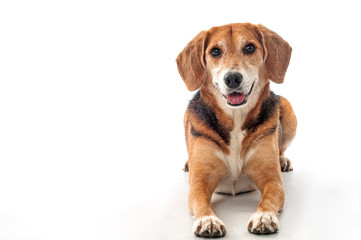 Happy beagle mix is resting, Studio shot on white