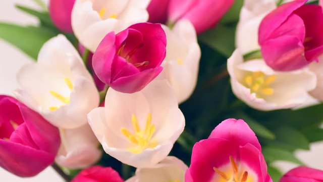 Tulips. Bright pink and white colorful tulip flowers blooming background. Holiday bouquet. Top view. Timelapse. 4K UHD video footage. 3840X2160