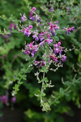 Japanese bush clover (Lespedeza) is a flower blooming summer to autumn.