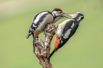 Great Spotted Woodpeckers