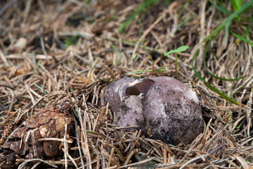 Rare violet mushroom Sarcosphaera coronaria growing in the pine forest in the needles. Commonly known as pink crown, the violet crown-cup, or the violet star cup. Inedible fungus.