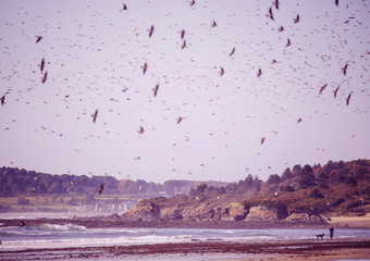 A huge flock of birds of swallows over the coast of the Atlantic Ocean. USA. Maine.