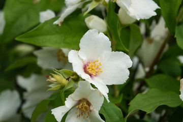 Mock Orange Flowers in Bloom in Springtime