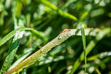 grass and foliage texture in country nature garden