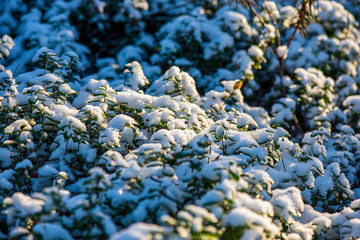 grass and foliage texture in country nature garden