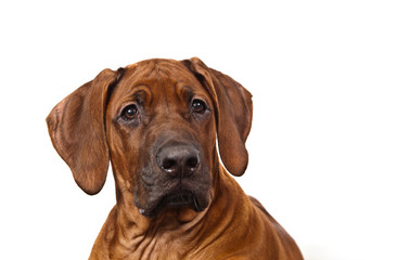 Dag breed Rhodesian ridgeback emotional portrait on white background
