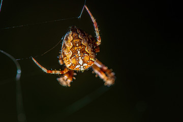 spider in spider web