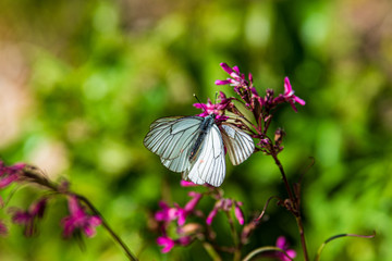 bright colorful butterfly in summer