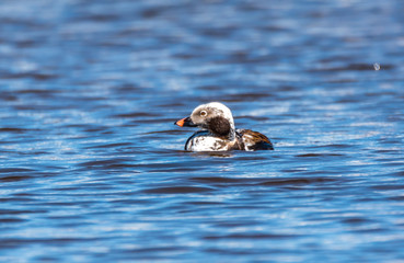 Long Tailed Duck on a River in Latvia