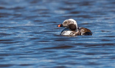 Long Tailed Duck on a River in Latvia