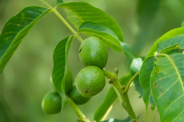 English Walnut Fruits in Springtime