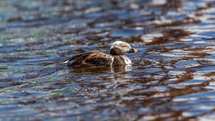 Long Tailed Duck on a River in Latvia