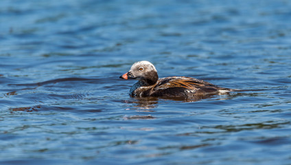 Long Tailed Duck on a River in Latvia