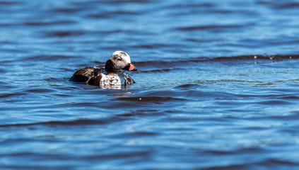 Fototapeta premium Long Tailed Duck on a River in Latvia