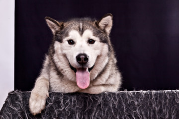 Dog breed Alaskan malamute portrait on black background