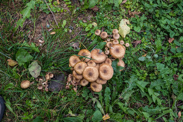 vegetables and mushrooms harvest on the ground in country house garden