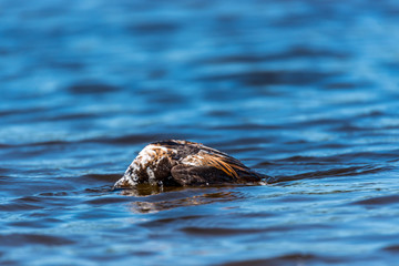 Fototapeta premium Long Tailed Duck on a River in Latvia