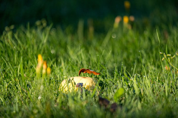 apple harvest on the ground in country house garden