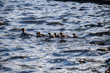 Fototapeta premium ducks and swans with ducklings swimming in water